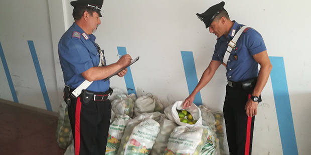 Floridia, sorpresi a rubare quasi una tonnellata di limoni: arrestati dai Carabinieri