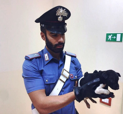 Carlentini. Abbandonato e denutrito sotto la pioggia: i carabinieri mettono in salvo un cucciolo di cane