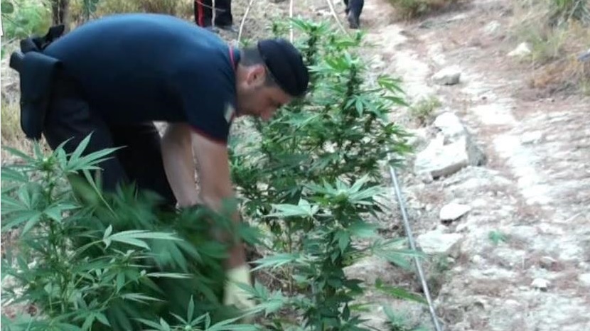 Operazione “Mickey Mouse”, sgominata una banda criminale che spacciava droga nel territorio di Lentini e Francofonte