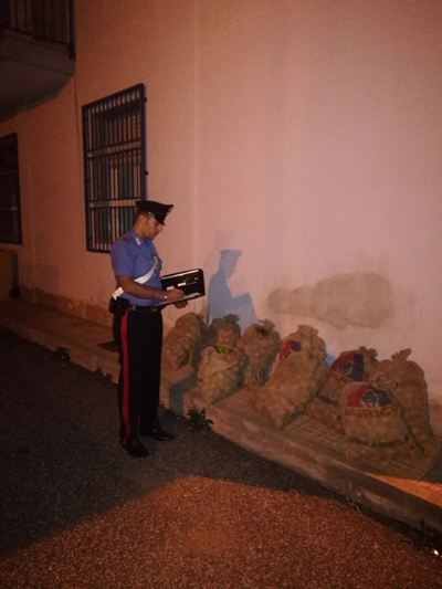 Cassibile: sorpreso a rubare 500 chili di limoni da un terreno agricolo, arrestato e rimesso in libertà un 46enne