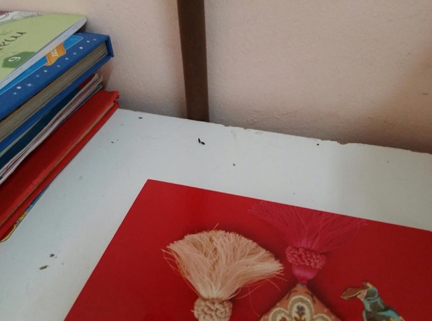 Siracusa. Topi alla scuola Raiti, i bimbi restano a casa: intervengono ispettori Asp