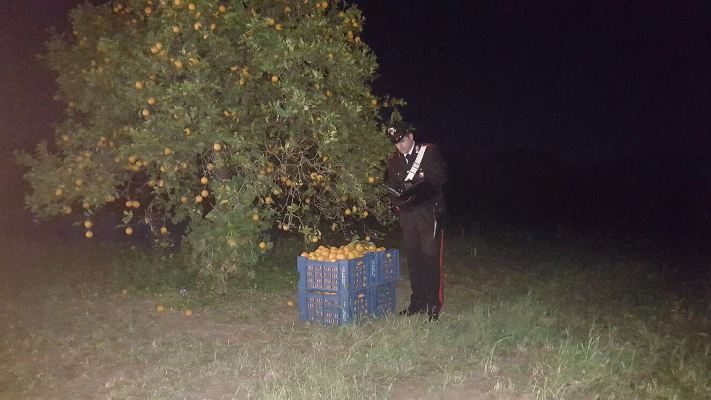 Villasmundo. Tentato furto di agrumi, ladri messi in fuga dai carabinieri