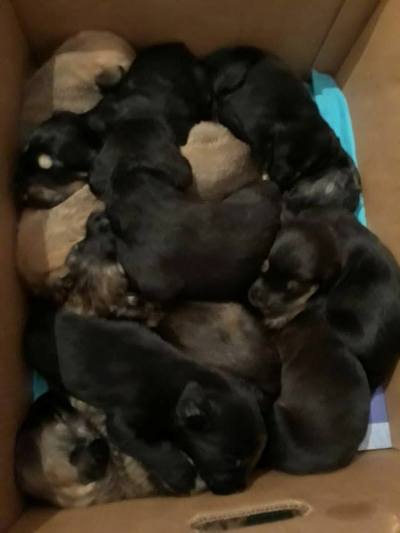 Francofonte. Cuccioli abbandonati tra i rifiuti