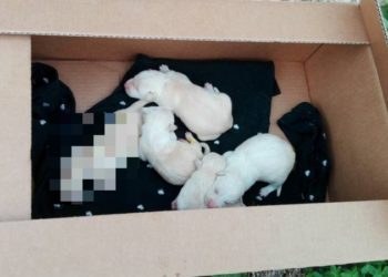 Francofonte. Cuccioli abbandonati in uno scatolone al gelo