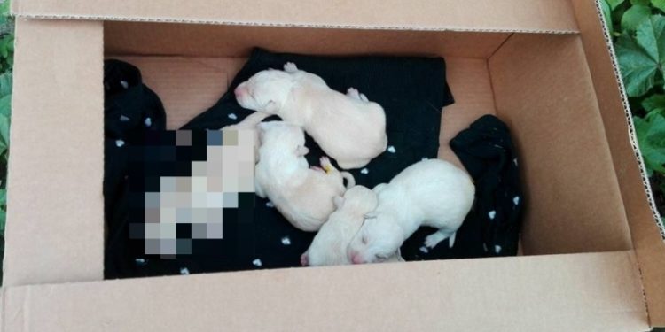 Francofonte. Cuccioli abbandonati in uno scatolone al gelo