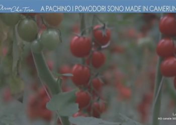 Pachino. Datterino africano in vendita nella patria del pomodorino, il caso arriva a “L’aria che Tira” su La7