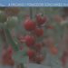 Pachino. Datterino africano in vendita nella patria del pomodorino, il caso arriva a “L’aria che Tira” su La7