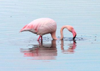 Amelie, il fenicottero dei record: all’età di 38 anni viaggia dalla Francia a Priolo