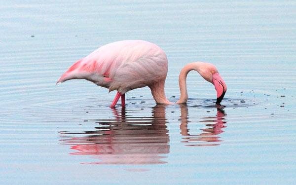 Amelie, il fenicottero dei record: all’età di 38 anni viaggia dalla Francia a Priolo