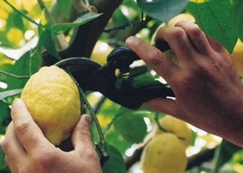 Avola. Rubano una tonnellata di limoni, denunciate quattro persone