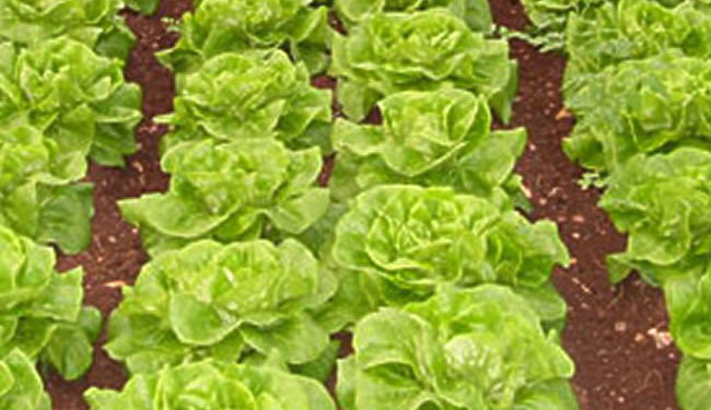 Cassibile. Sorpresi a rubare lattughe in un campo, denunciati a piede libero