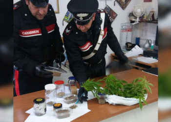 Noto, trovato con sette piantine e 600g di semi di marijuana in casa: arrestato dai Carabinieri