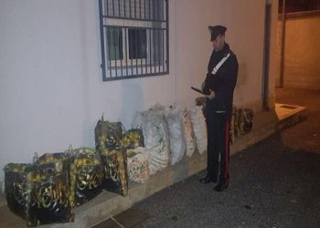 Cassibile, rubano 200 chili di limoni ad un’azienda agricola: quattro arresti