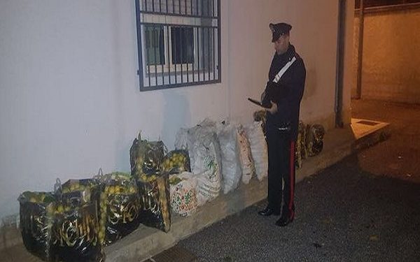 Cassibile, rubano 200 chili di limoni ad un’azienda agricola: quattro arresti
