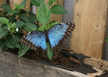 Siracusa. Apertura straordinaria della Casa delle Farfalle per Pasqua e Pasquetta