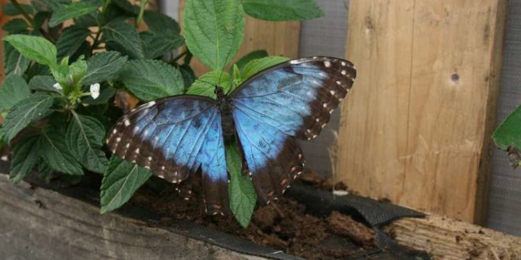 Siracusa. Apertura straordinaria della Casa delle Farfalle per Pasqua e Pasquetta
