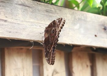 Siracusa, inaugurata la “Casa delle Farfalle” nel giardino dell’Artemision in Ortigia
