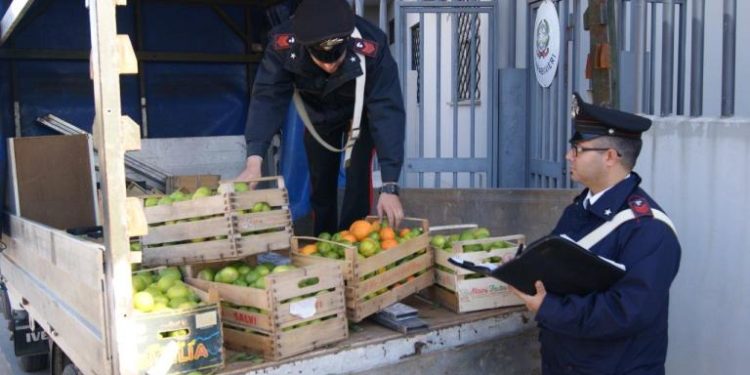 Noto, furto di limoni in contrada Bucachemi: due persone ai domiciliari