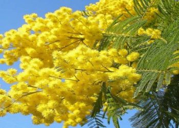 Siracusa, contrasto al femminicidio: la Polizia di Stato organizza un evento all’istituto “Enrico Fermi”