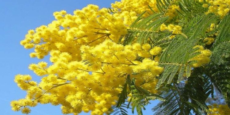 Siracusa, contrasto al femminicidio: la Polizia di Stato organizza un evento all’istituto “Enrico Fermi”
