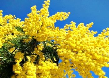 Cassibile,”Io L’Otto Ogni Giorno”: giovedì l’incontro nell’aula consiliare “Sebastiano Giuntini”