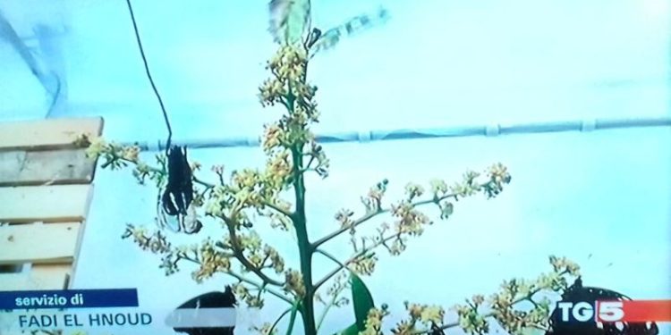 Siracusa. Il Tg5 accende i suoi riflettori sulla Casa delle Farfalle