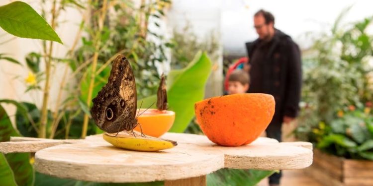 Siracusa. Apre la “Casa delle Farfalle” nel giardino dell’Artemision: “imparare e sorprendersi in un paradiso terrestre”