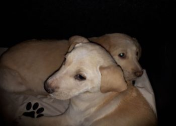 Randagismo a Siracusa, l’inerzia del Comune smuove Animalisti Italiani Onlus