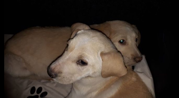 Randagismo a Siracusa, l’inerzia del Comune smuove Animalisti Italiani Onlus