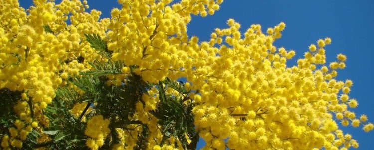 Francofonte. Sabato appuntamento con la manifestazione “Creatività donna”