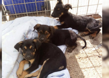 Noto, la Polizia salva tre cuccioli meticci: erano stati abbandonati lungo la SS115