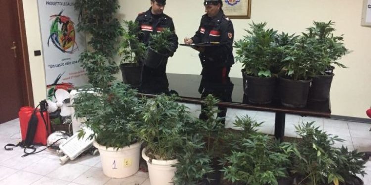 Siracusa. Ai domiciliari coltivava stupefacenti, arrestato un 31enne