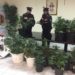 Siracusa. Ai domiciliari coltivava stupefacenti, arrestato un 31enne