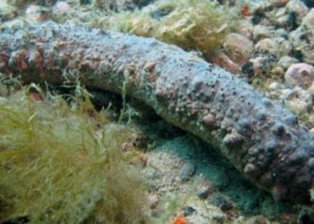 Portopalo. La Guardia Costiera denuncia un pescatore abusivo di oloturie