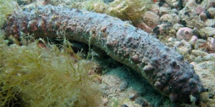 Portopalo. La Guardia Costiera denuncia un pescatore abusivo di oloturie