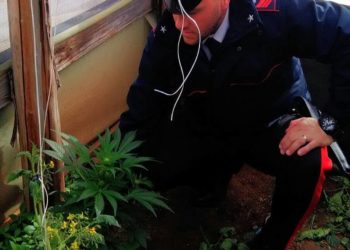 Portopalo, coltivava sette piante di cannabis in alcune serre: arrestato un 43enne