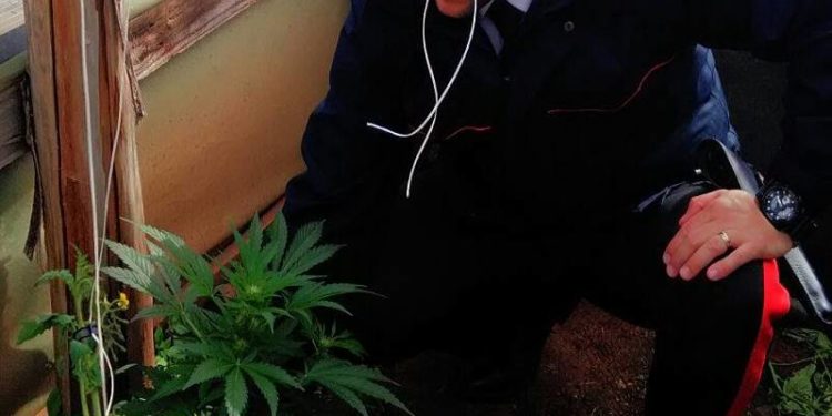 Portopalo, coltivava sette piante di cannabis in alcune serre: arrestato un 43enne