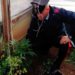 Portopalo, coltivava sette piante di cannabis in alcune serre: arrestato un 43enne