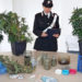 Carlentini, coltivava 18 piante di marijuana in casa: arrestato un 35enne