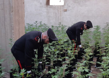 Priolo Gargallo, scoperte mille piante di marijuana in una serra artigianale: scatta il sequestro dei Carabinieri