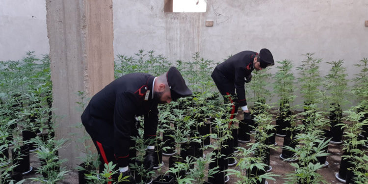 Priolo Gargallo, scoperte mille piante di marijuana in una serra artigianale: scatta il sequestro dei Carabinieri