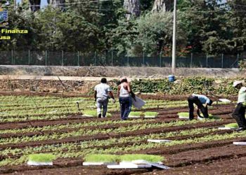 Siracusa, caporalato a Cassibile e Avola: denunciate tre persone per sfruttamento della manodopera extracomunitaria