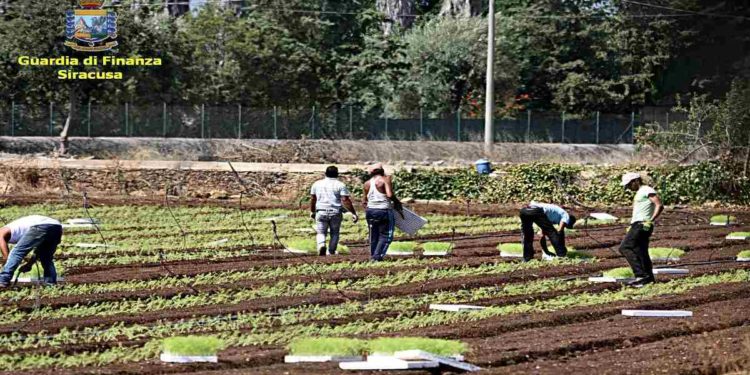 Siracusa, caporalato a Cassibile e Avola: denunciate tre persone per sfruttamento della manodopera extracomunitaria