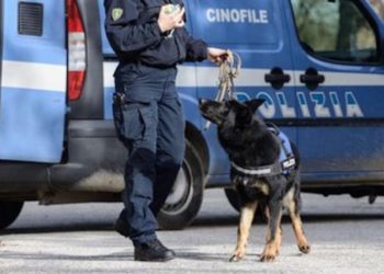 Lentini, cane poliziotto fiuta 300 grammi di marijuana nascosti in una lampada: arrestato un 44enne