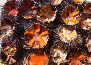 Siracusa, vende ricci di mare durante il periodo di fermo biologico: sanzionato dalla Capitaneria di Porto