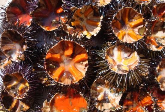 Siracusa, vende ricci di mare durante il periodo di fermo biologico: sanzionato dalla Capitaneria di Porto