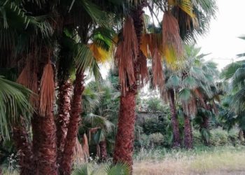 Siracusa. Area verde in corso Gelone destinata a un parcheggio, Rifiuti Zero chiede il recupero sostenibile