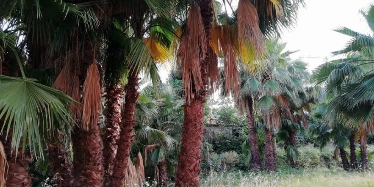 Siracusa. Area verde in corso Gelone destinata a un parcheggio, Rifiuti Zero chiede il recupero sostenibile