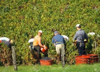 Siracusa, lavoratori agricoli: dal 18 giugno la liquidazione dell’indennità di disoccupazione