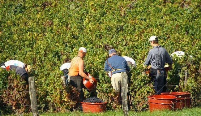 Siracusa, lavoratori agricoli: dal 18 giugno la liquidazione dell’indennità di disoccupazione